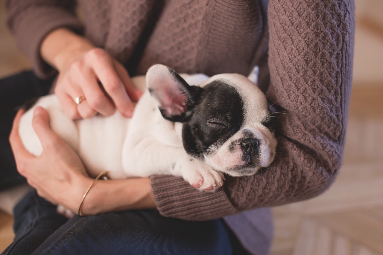 10 ways a pet can improve life for a senior