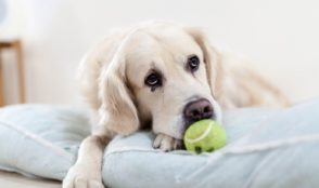 Sweet dog holding tennis ball