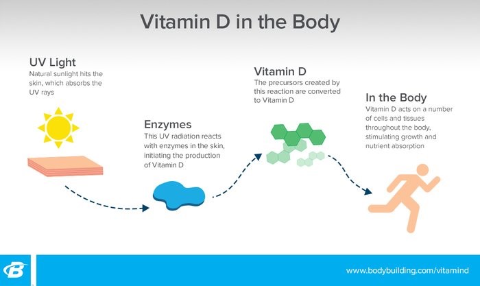 Vitamin D in the human body